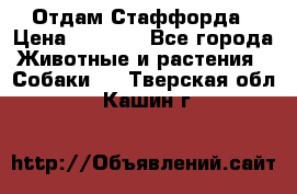 Отдам Стаффорда › Цена ­ 2 000 - Все города Животные и растения » Собаки   . Тверская обл.,Кашин г.